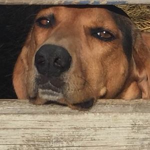 Meet your Posher, Joe